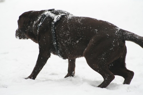 schnee061