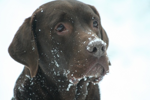 schnee063